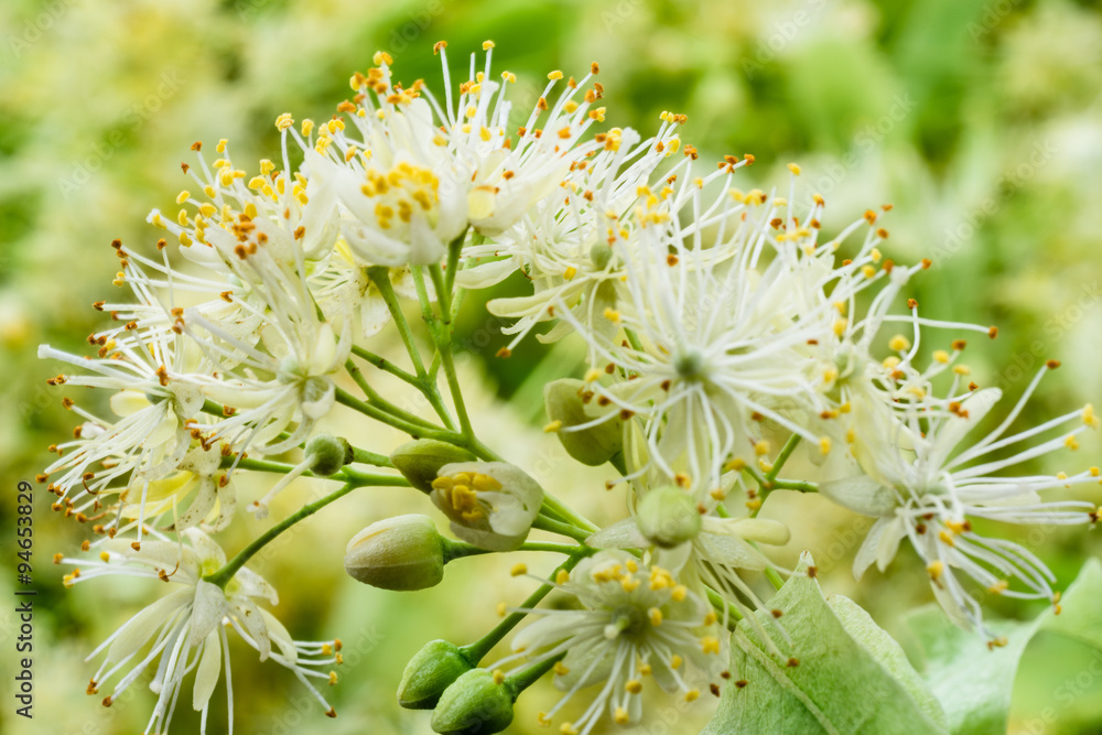 Linden flowers background. Soft focus.