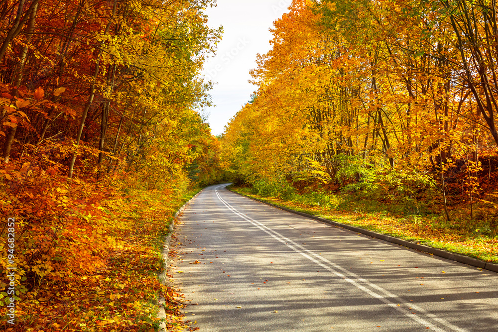 Road in the autumnal forest