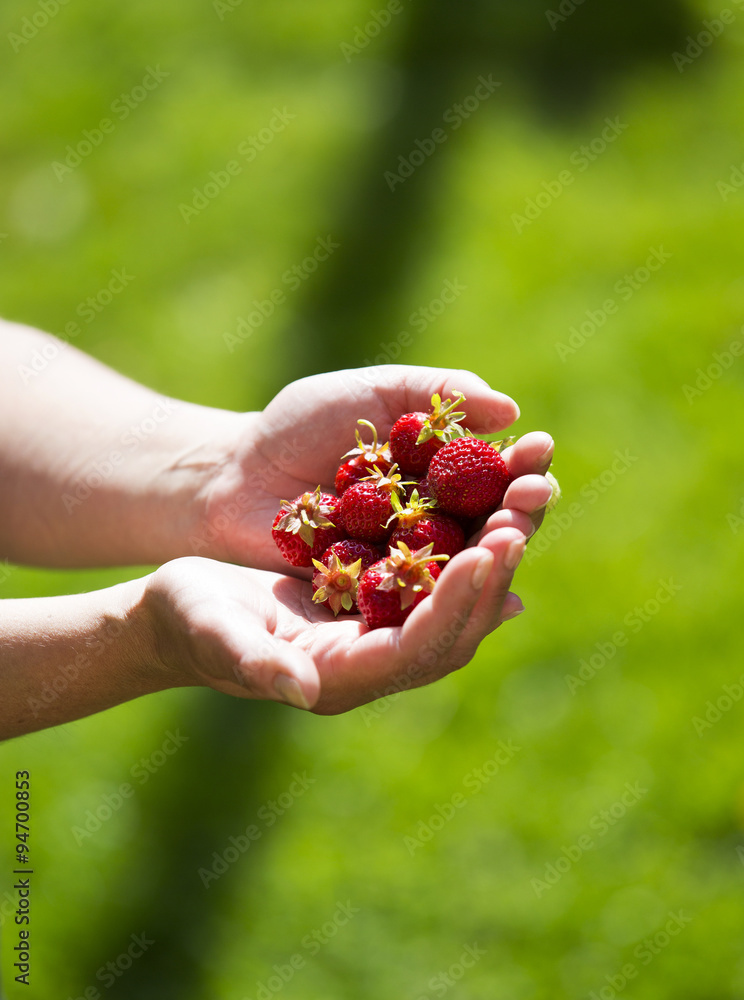 A woman is holding fresh strawberries in her hands. One raw strawberry is in the set also. Image is 