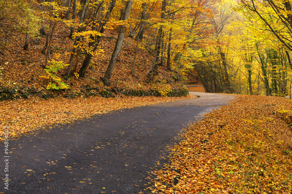 秋天森林中的道路。秋天的风景