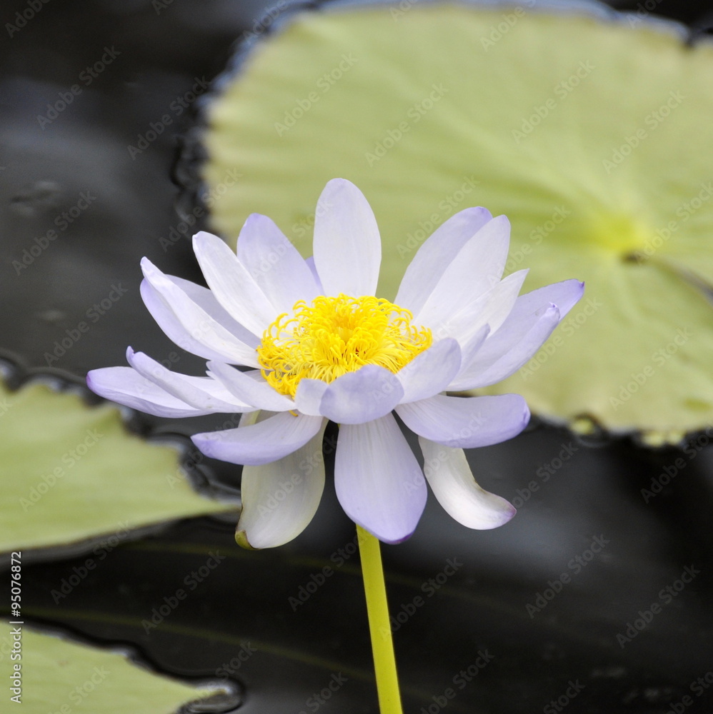 睡莲睡莲的花朵特写。