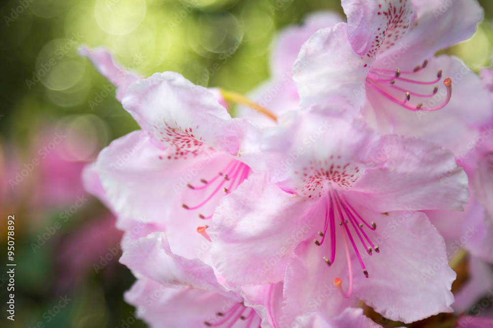 粉红杜鹃花