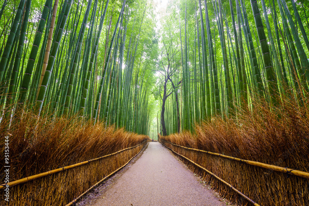 通往竹林的小路，日本京都荒山。