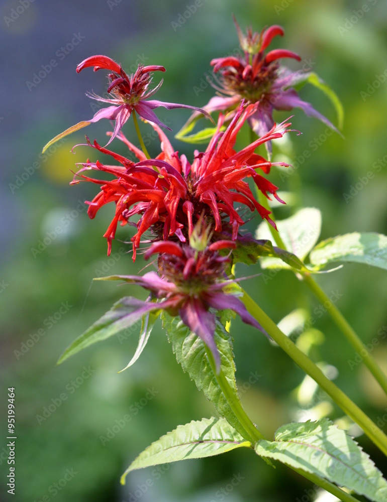 Red flowerering crimson beebalm Monarda didyma