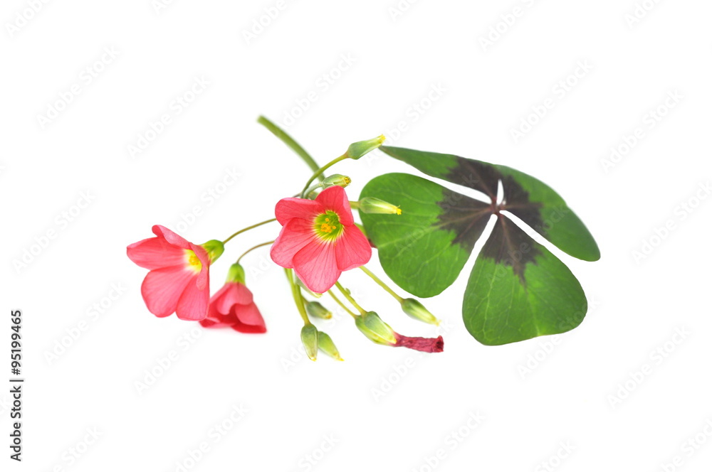 白色背景下分离的铁十字Oxalis deppei