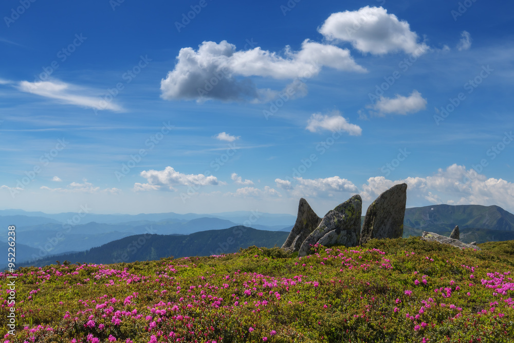 杜鹃花