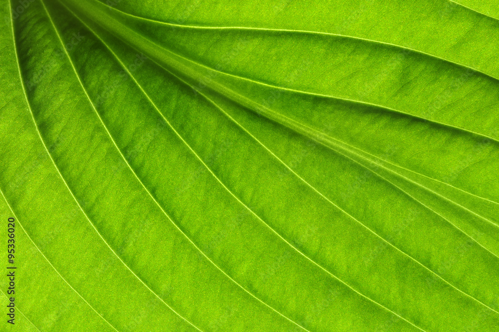  green leaf texture