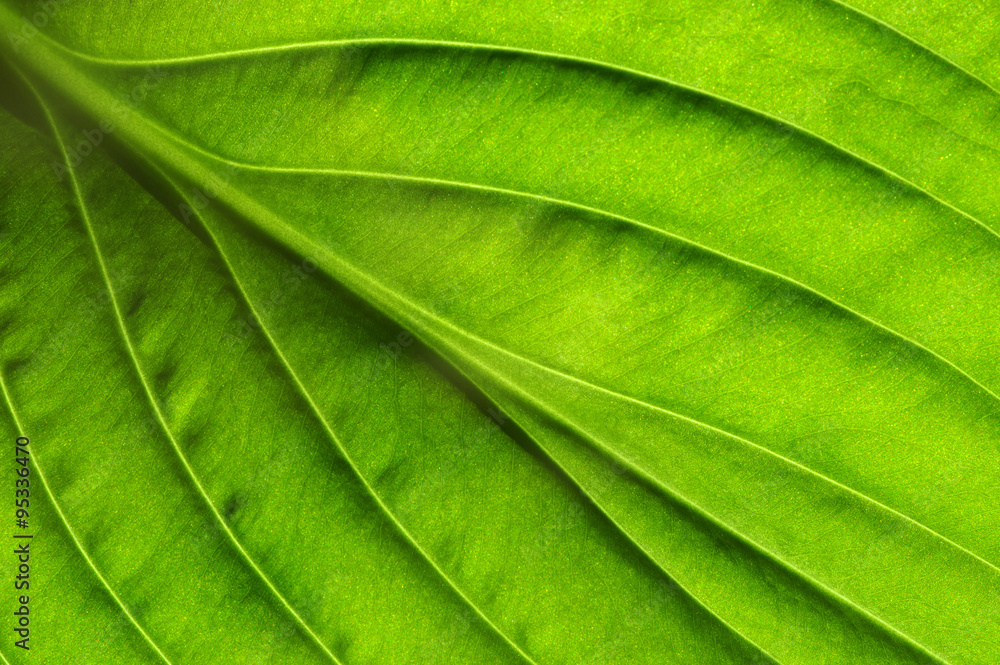  green leaf texture