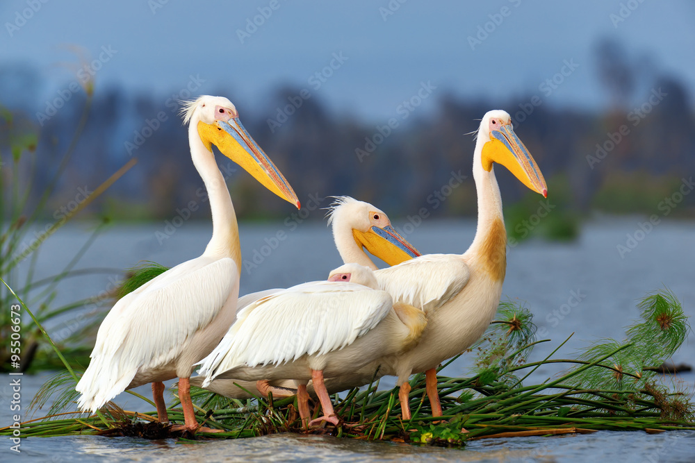 Great white pelican