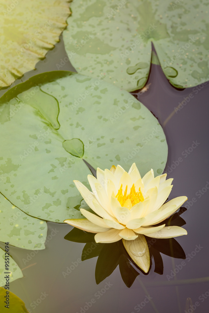 Beautiful waterlily flower in full bloom in the pond