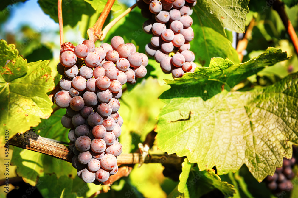 Fresh organic grape on vine branch