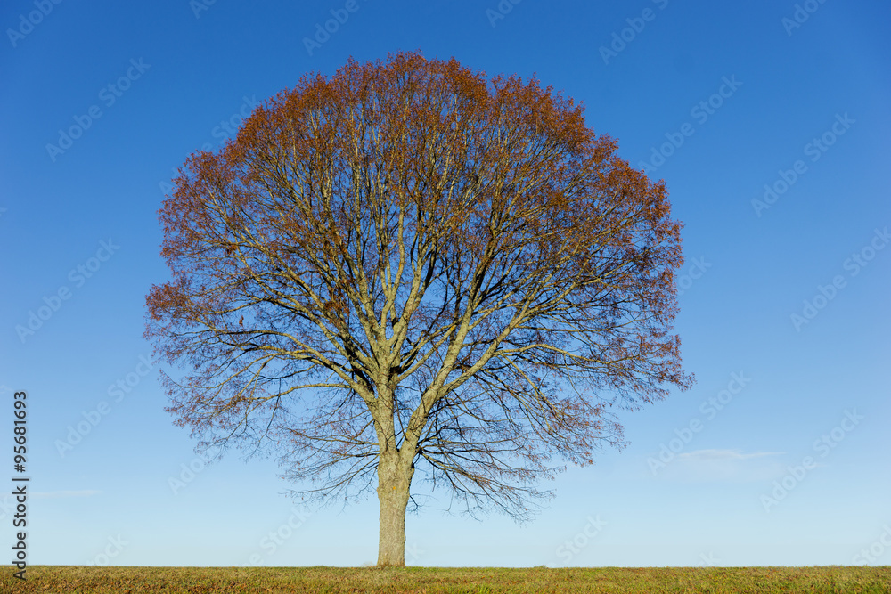 Lime tree on blue sky