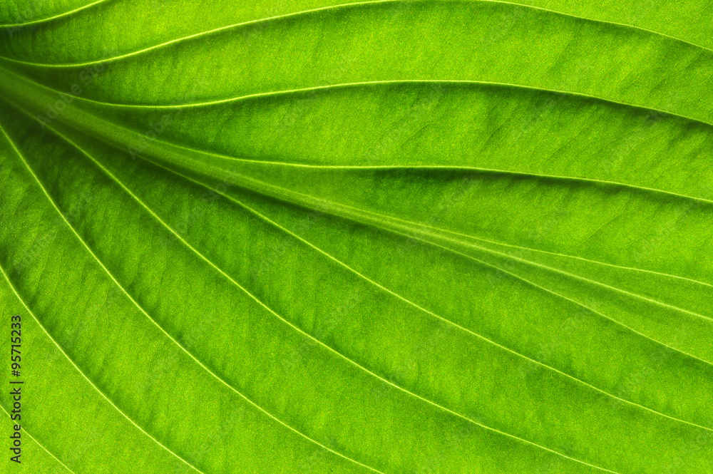  green leaf texture