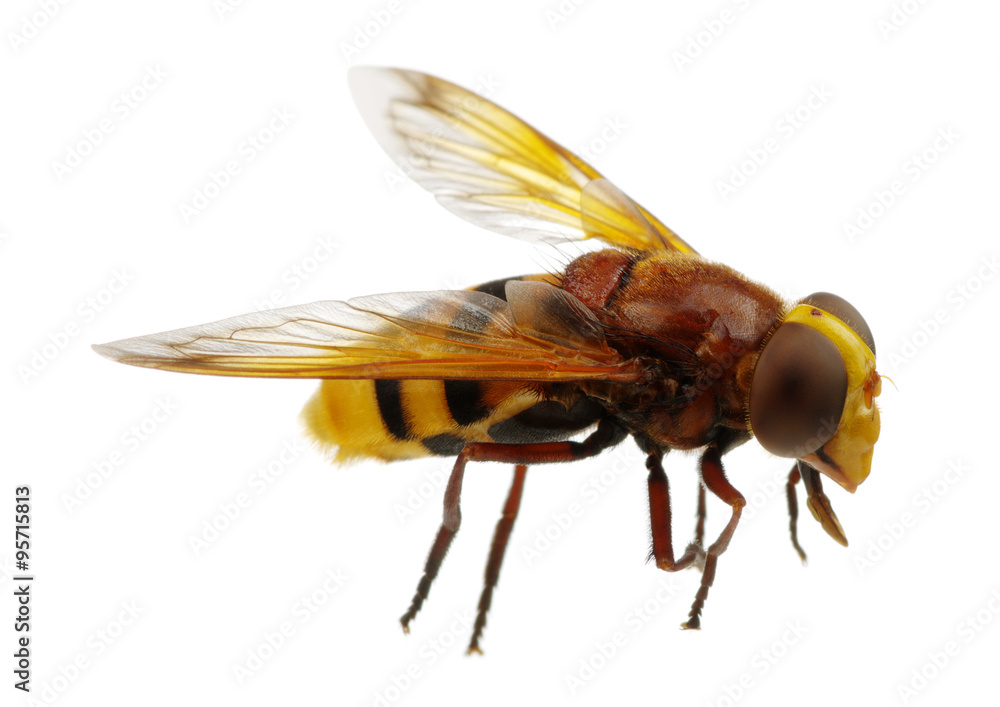 Horsefly