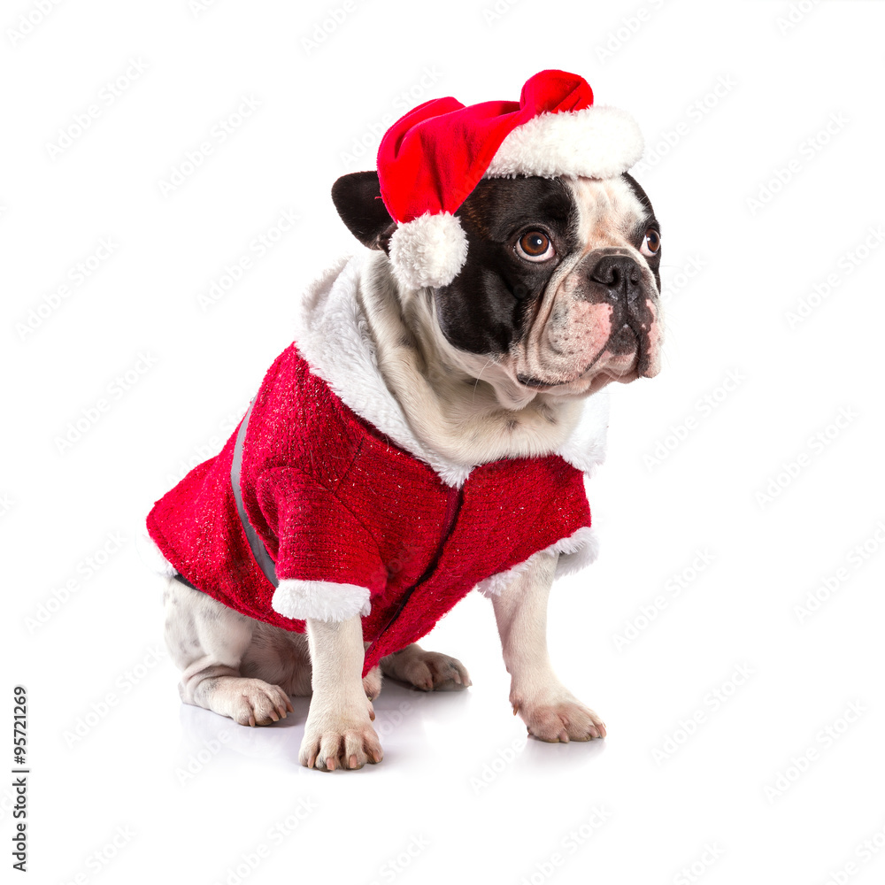 French bulldog in santa costume for Christmas over white