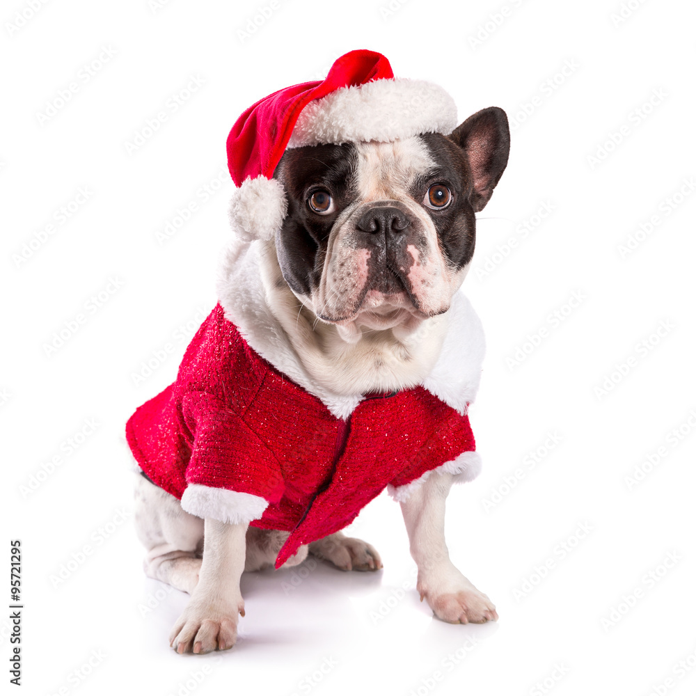 French bulldog in santa costume for Christmas over white