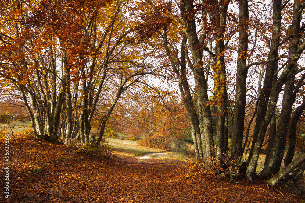 Sentiero romantico nel parco