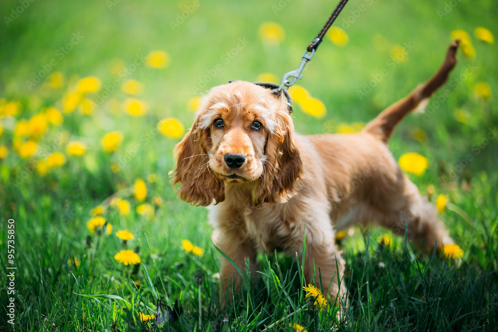 绿色草地上有趣的红色英国可卡犬