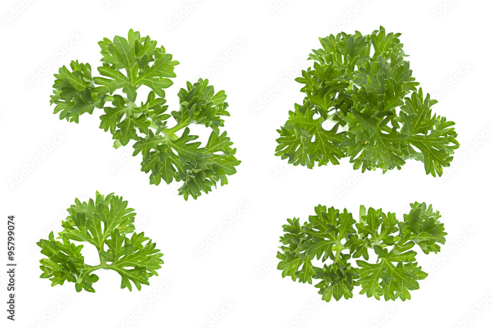 Curly parsley on white