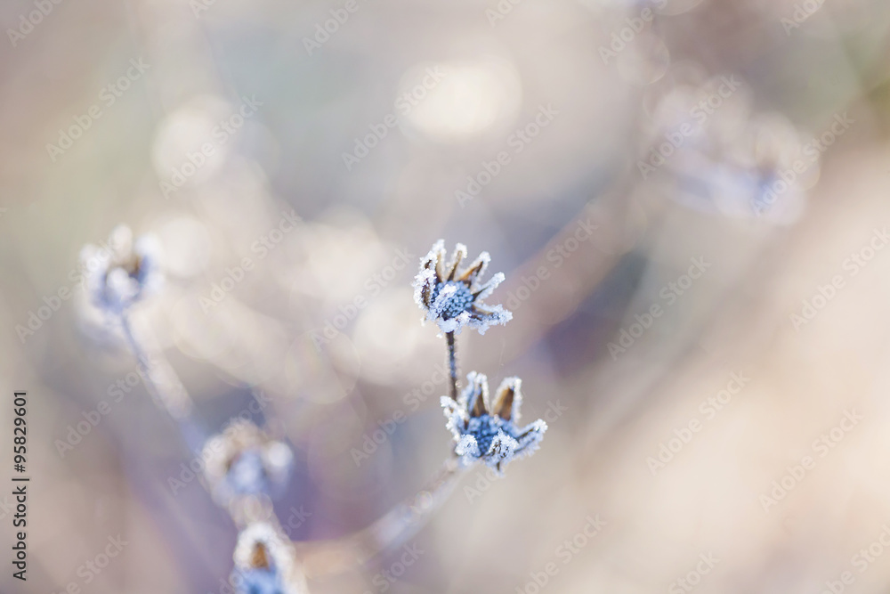 Poetic winter - frozen plants with snow crystals