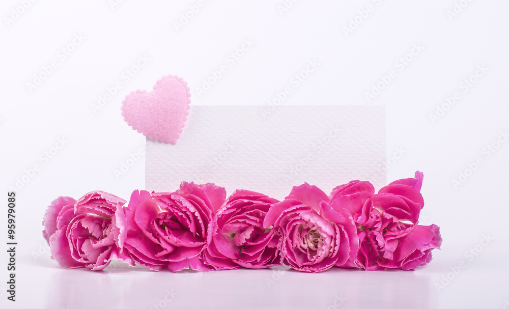 beautiful blooming pink carnation flowers on a white background