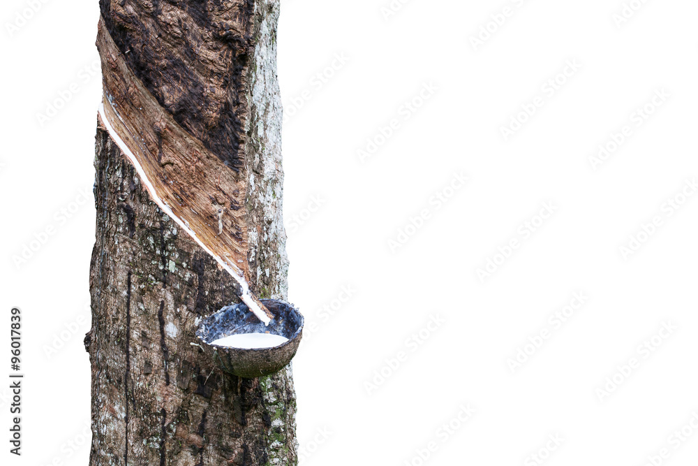 Rubber Latex  from rubber tree isolated on white background(Heve