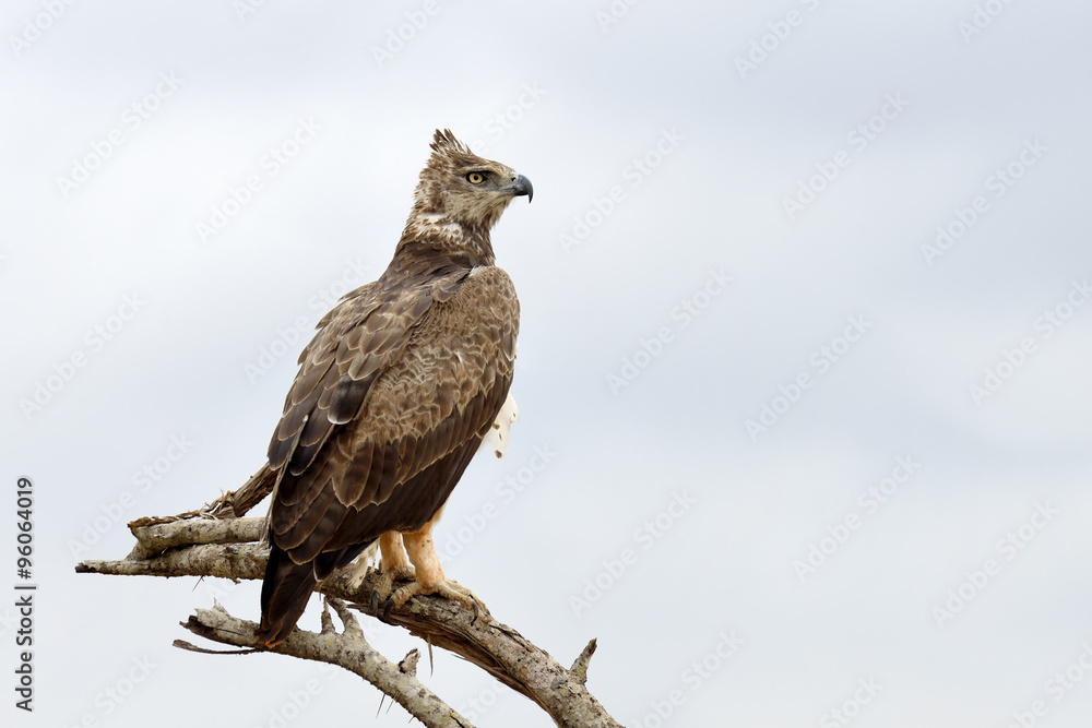 茶色鹰（Aquila rapax）