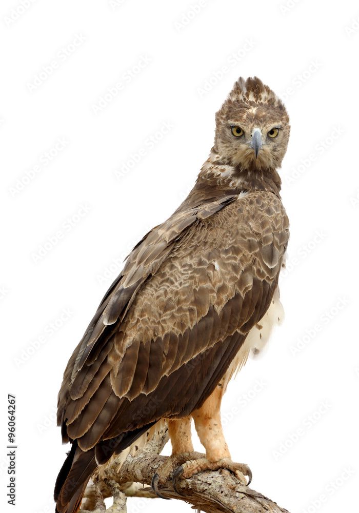 褐鹰（Aquila rapax）