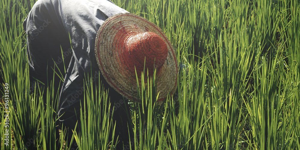 Farmer Harvesting Rice Nature Asian Culture Concept