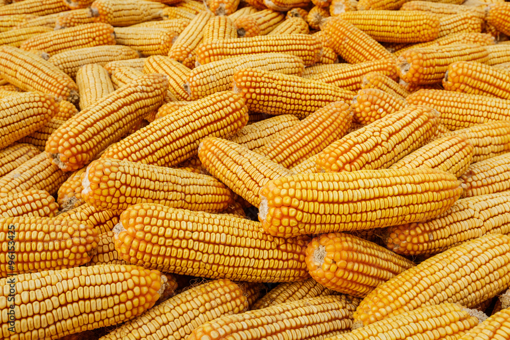 Many of the corn grain harvest in autumn