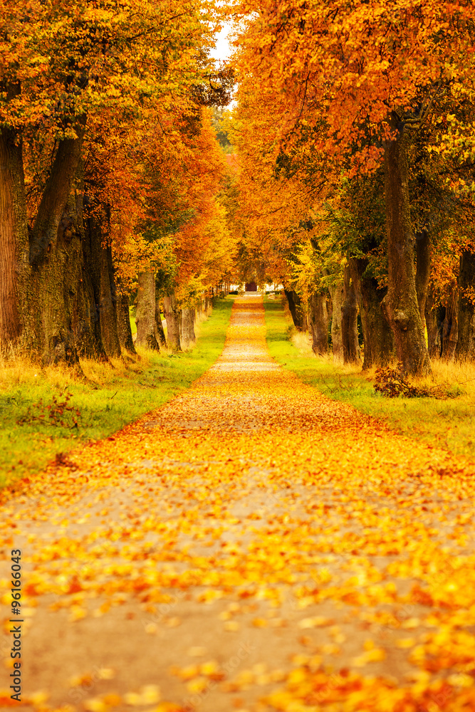 Herbstliche Allee