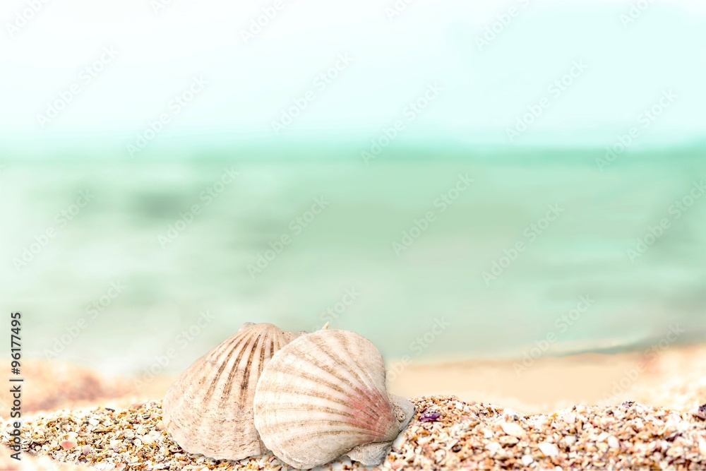 Seashell.