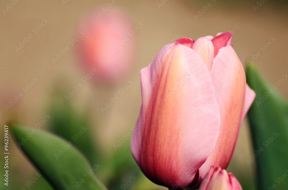 Tulip.