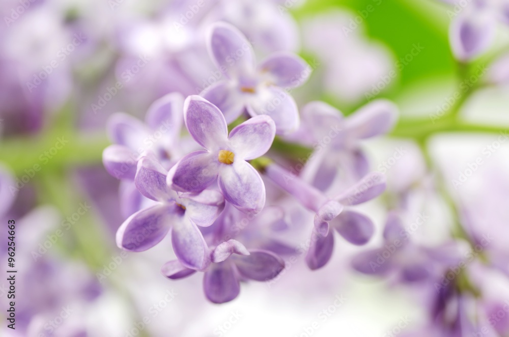 Lilac.