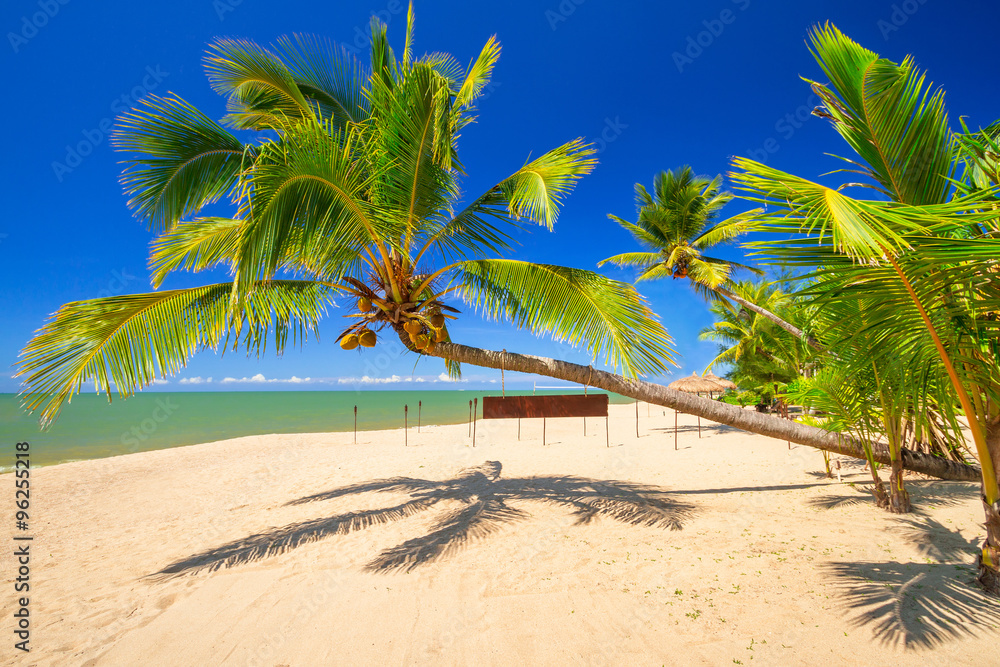 Tropical palm tree on the beach of Thailand