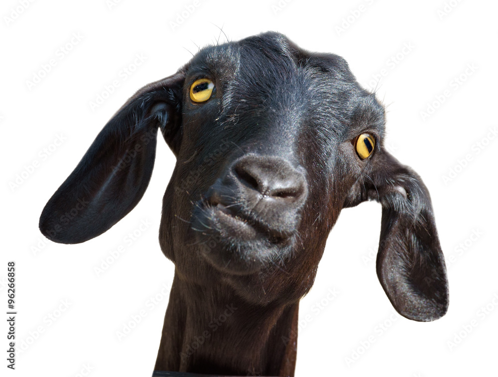 Black goat isolated with clipping path