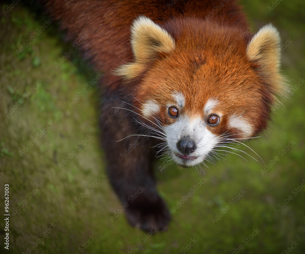 Red panda looking surprised