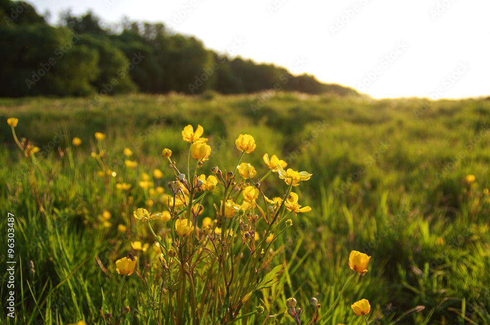 field of spring flowers