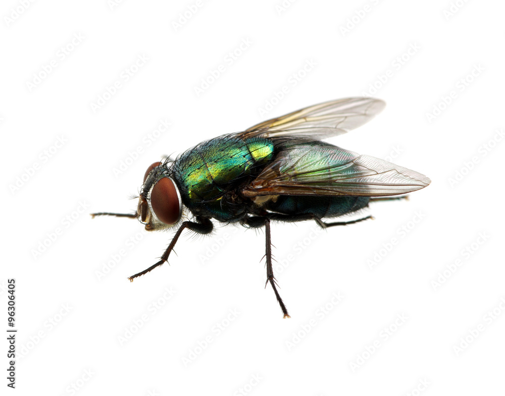 green fly