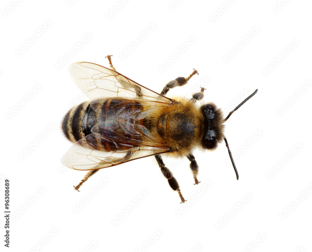 bee