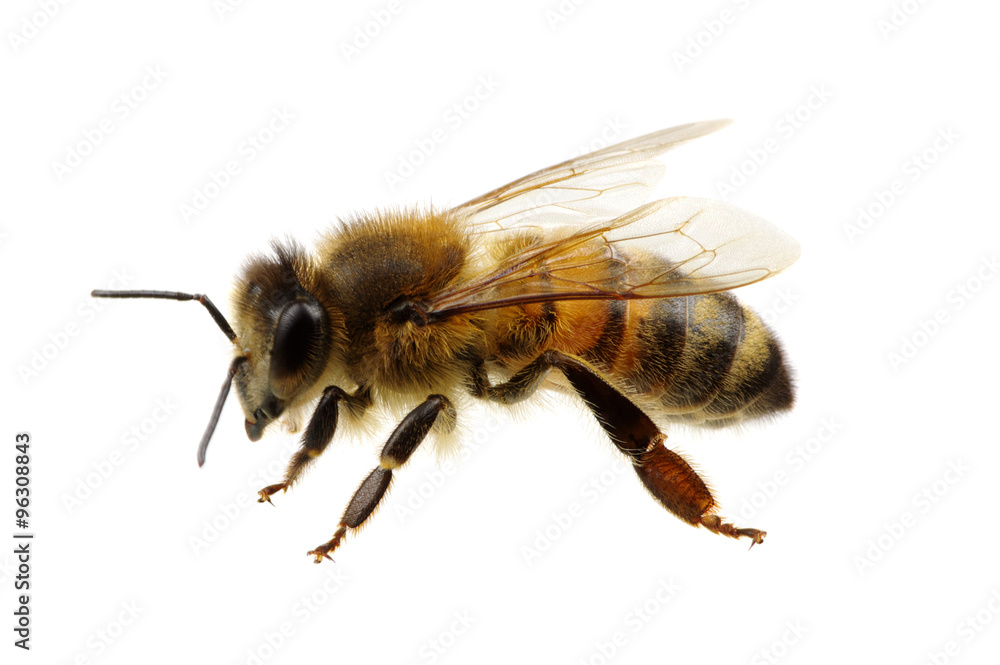 bee