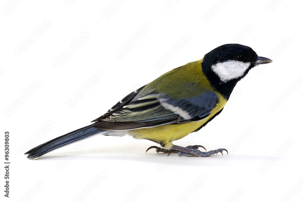 great tit