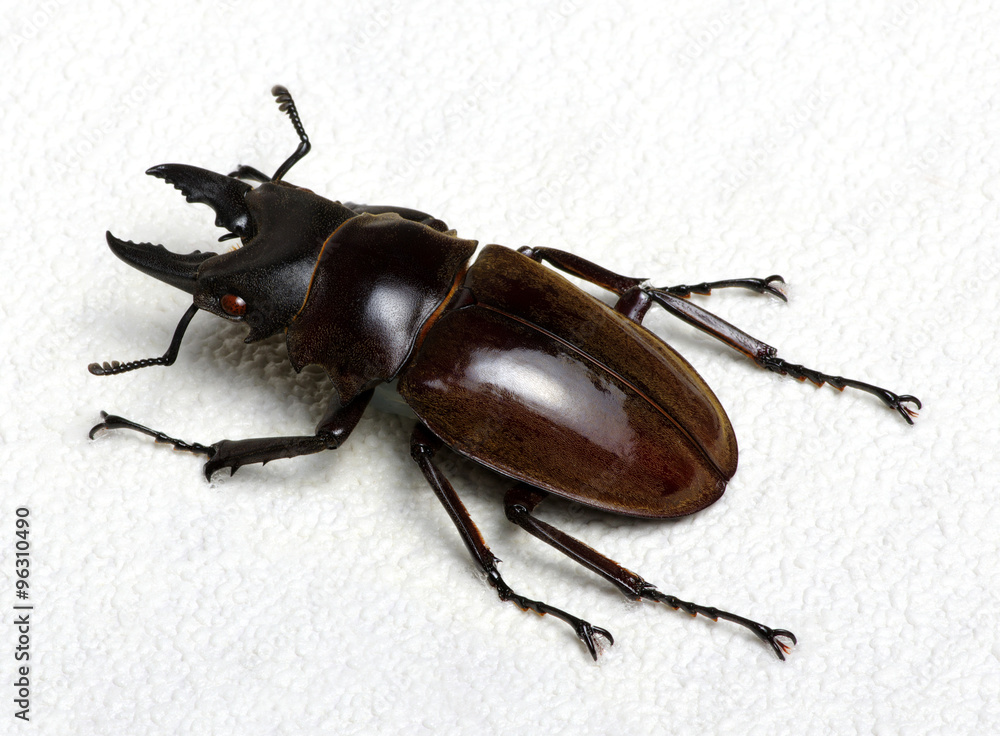 Stag beetle