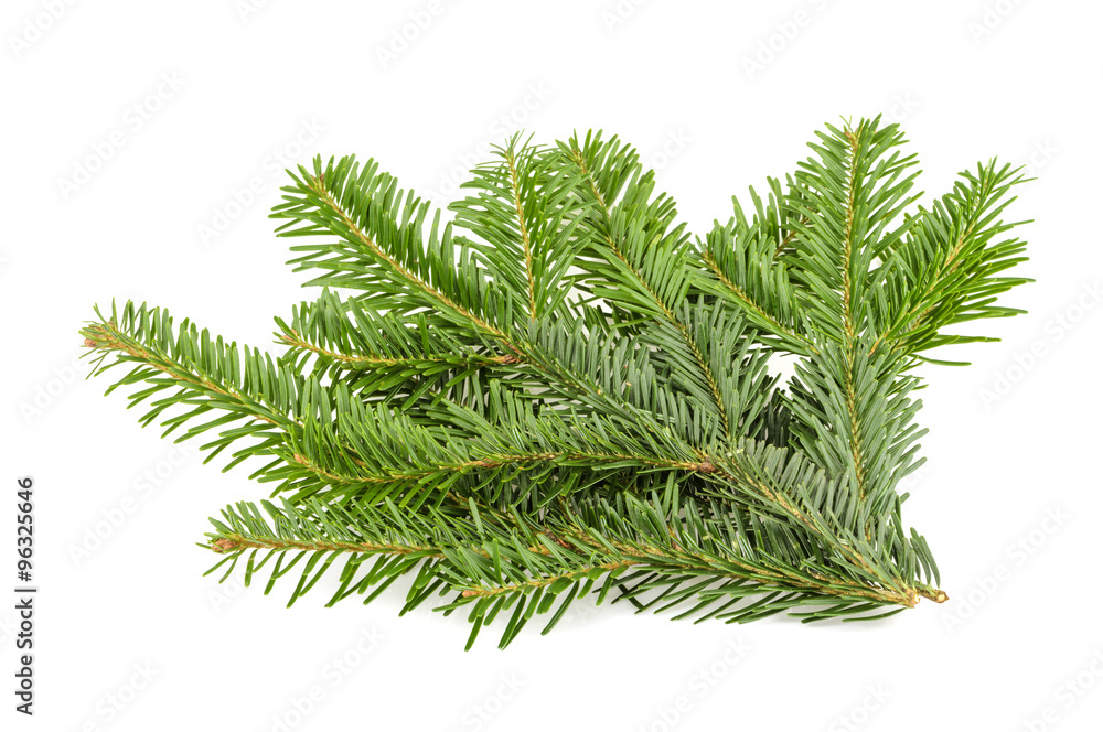 Fir tree branch isolated on white