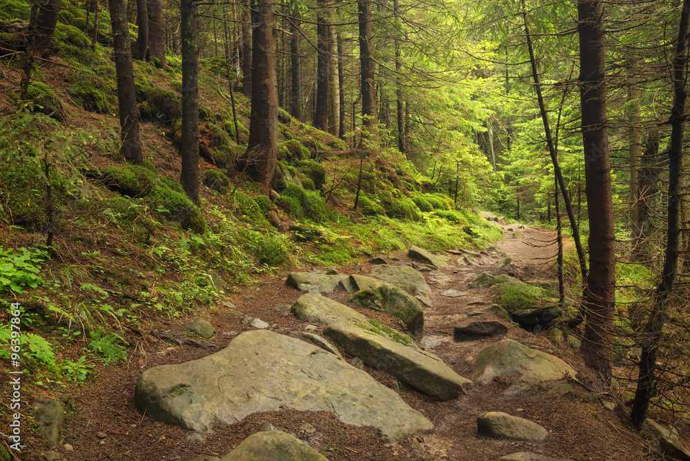 Walkway in the summer forest. Beautiful natural landscape in the summer time