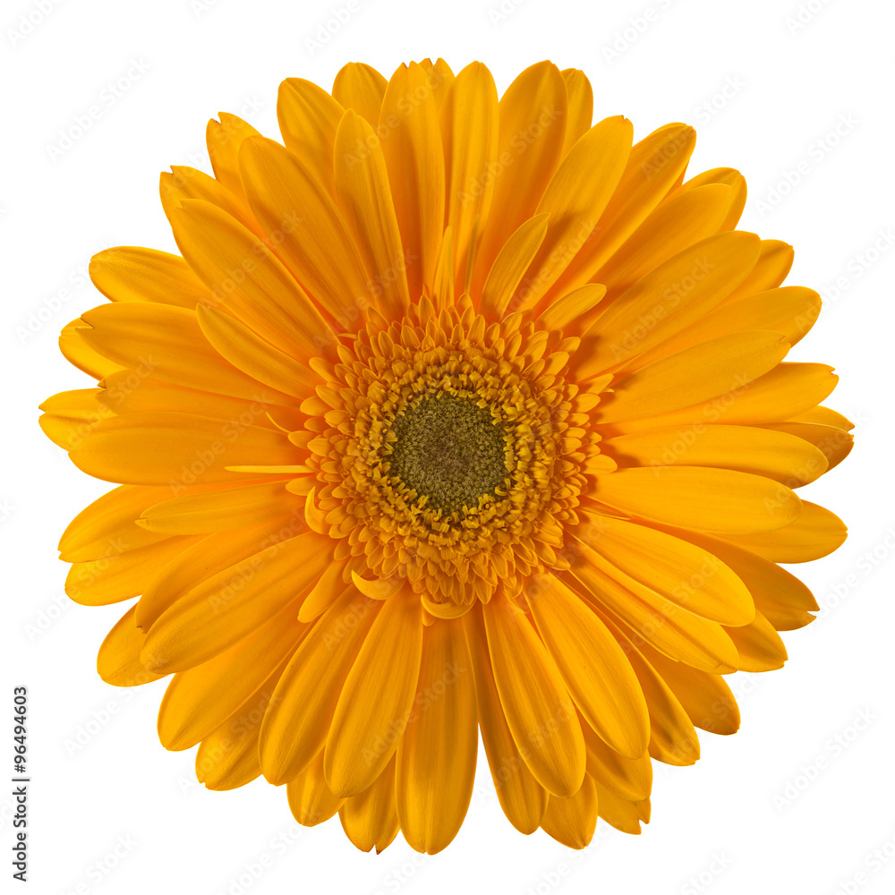 Yellow gerbera flower head