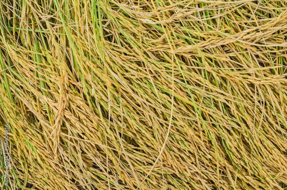 gold ear of rice in paddy rice field