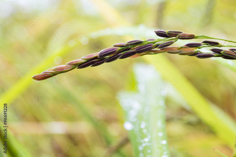 雨后农场里的水稻浆果种子