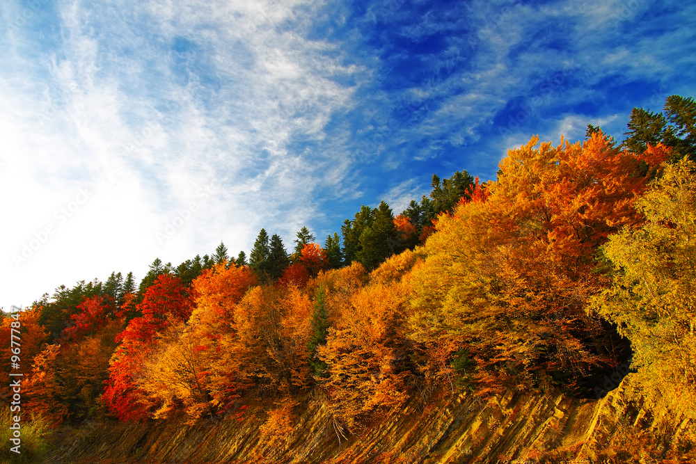 colourfull autumn forest