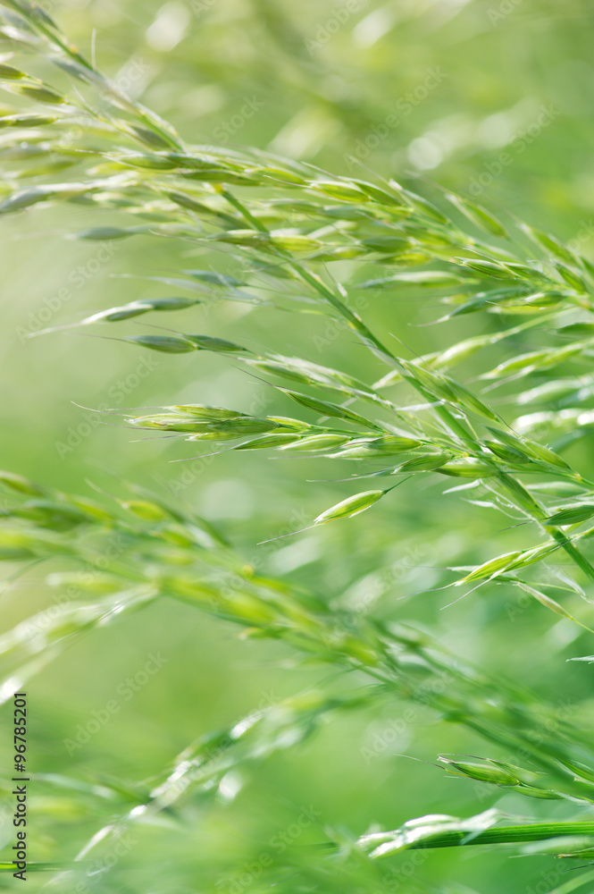 绿色植物